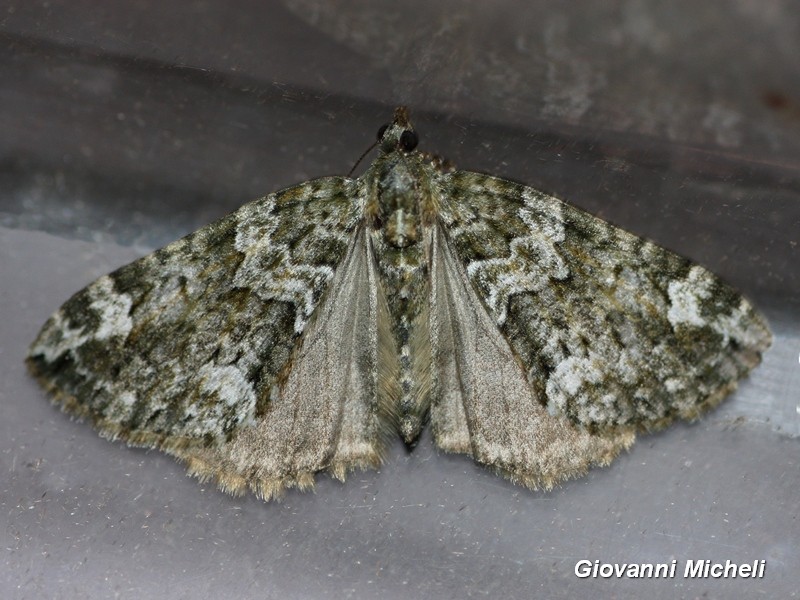 Geometridae da ID - Chloroclysta siterata